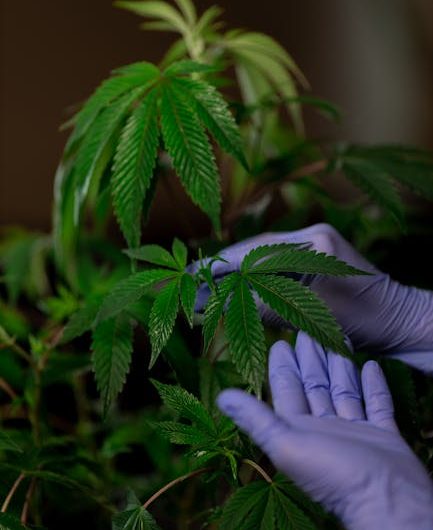 Ultimate Guide to Purchasing High‑Quality THC Cannabis in Karlovy Vary