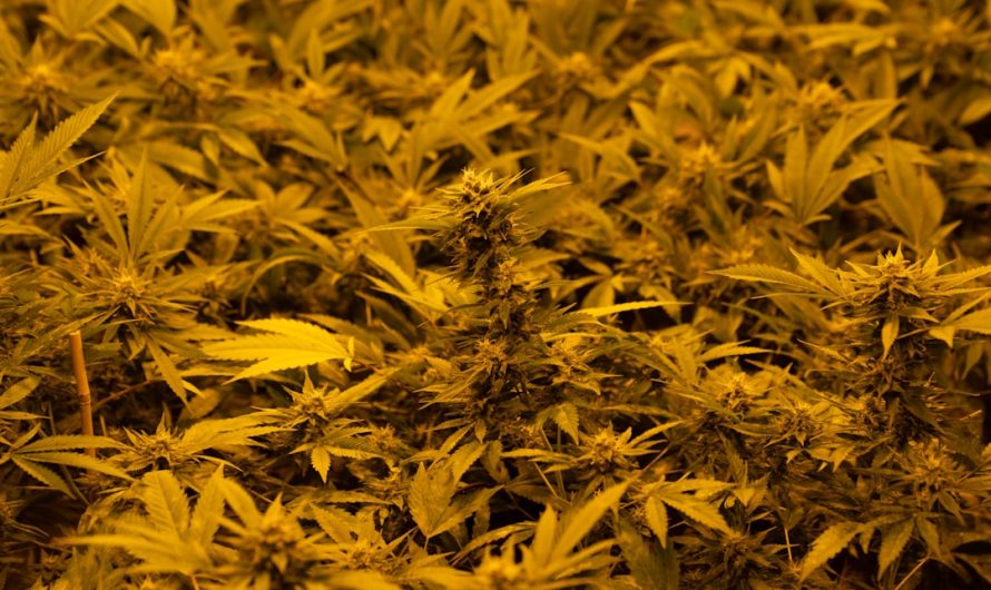 Premium Cannabis Boutique Europe