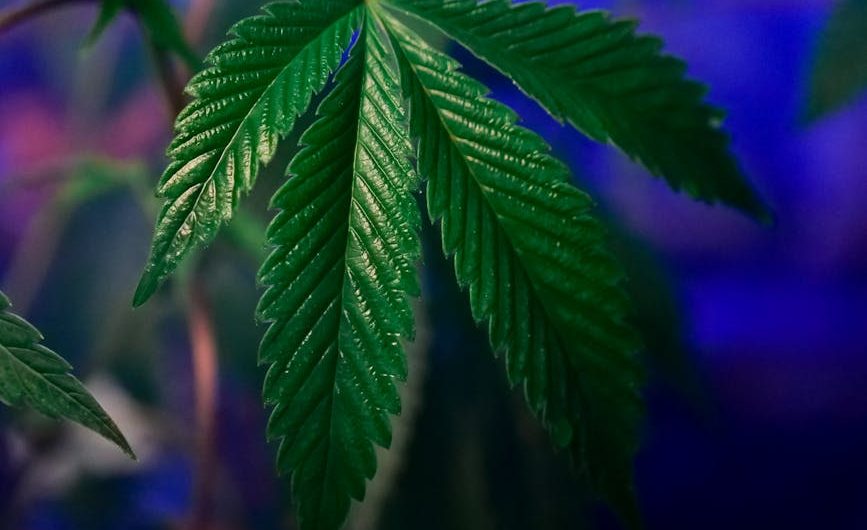 Toulouse Cannabis Delivery