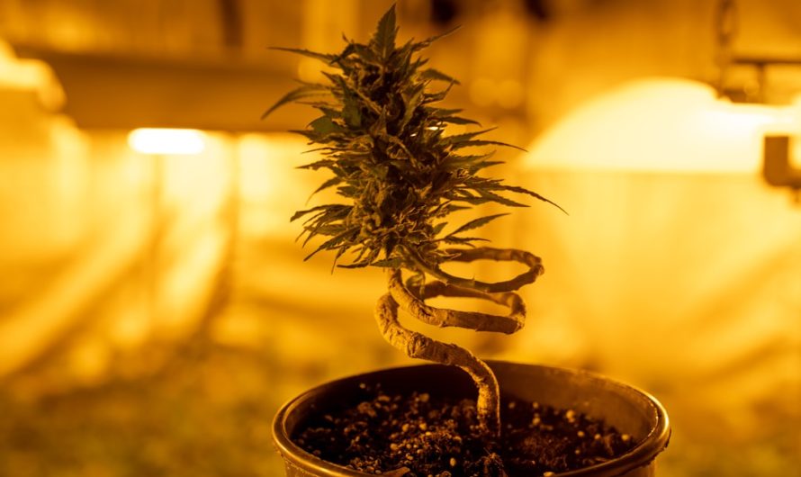 Cannabis Delivery in Dortmund