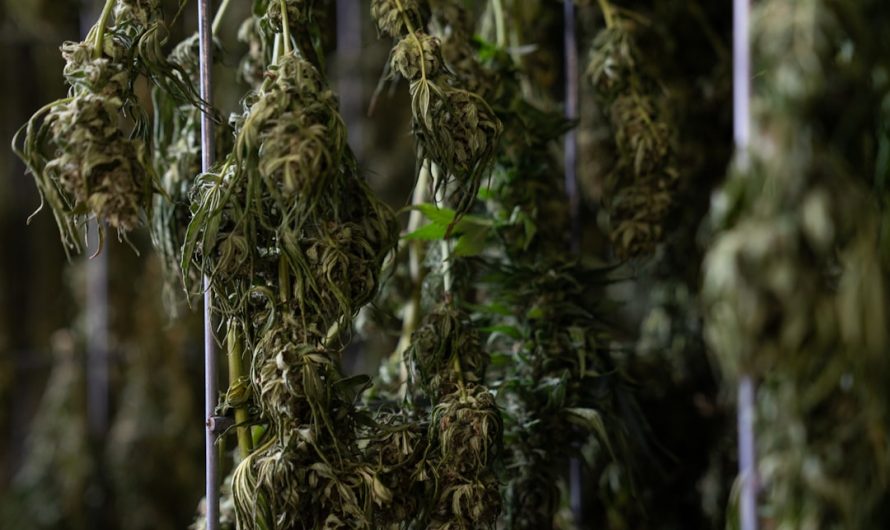 Welcome to the premier marijuana shop in Pardubice, Czech Republic