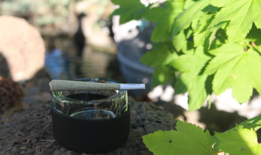 Piza Cannabis Shop