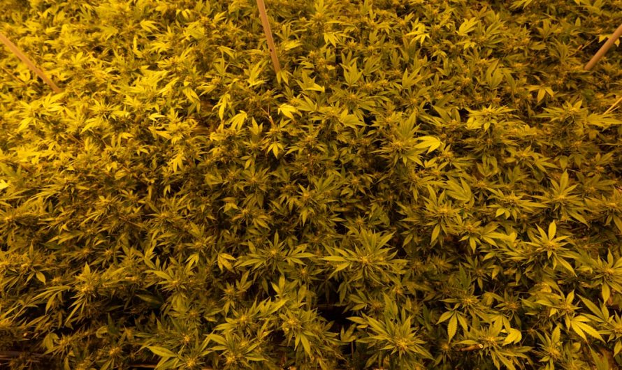 Welcome to Zurich’s Growing Cannabis Scene