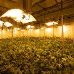 Looking for a reliable way to get high‑quality THC vapes straight to your doorstep in Brno? img-2907.jpg