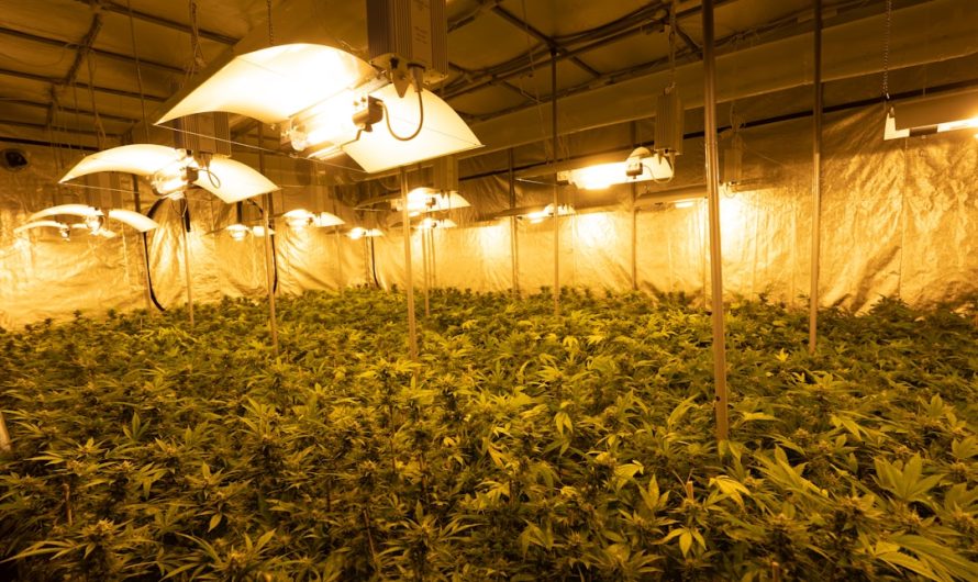 Looking for a reliable way to get high‑quality THC vapes straight to your doorstep in Brno?