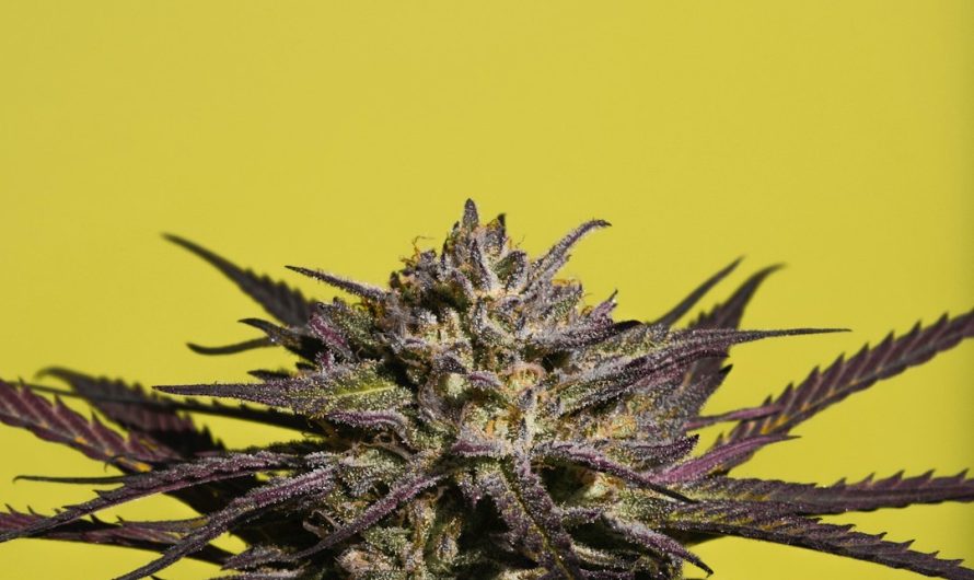 Welcome to the premier marijuana shop in Porto – your one‑stop destination for high‑quality cannabis, medical marijuana, recreational cannabis, hemp, and CBD products across Europe