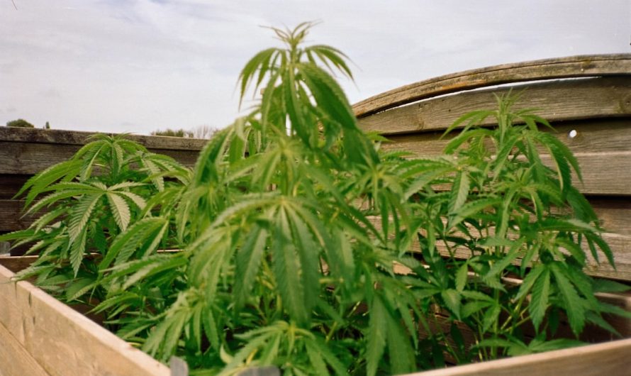 Looking to buy weed in Cordoba?
