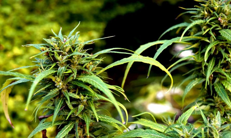Cannabis Brussels Online Dispensary