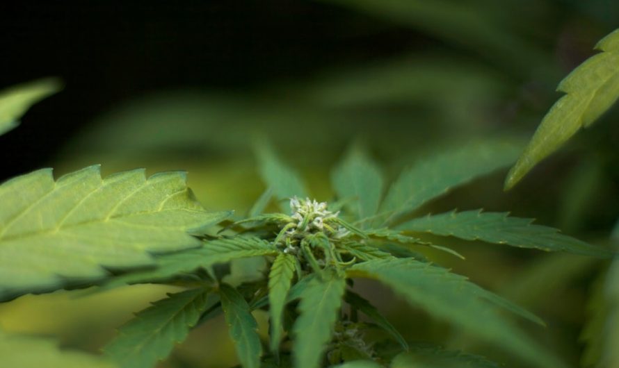 Bergen Cannabis Delivery