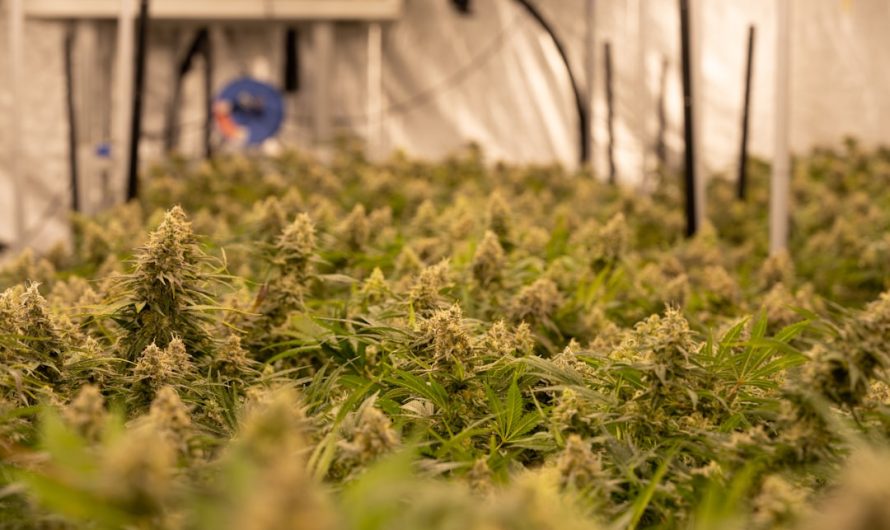 Munster Weed Shop: Your One‑Stop Cannabis Retailer