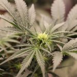 Cannabis Shop in Nice Comprehensive Guide to Buying and Learning img-3048.jpg