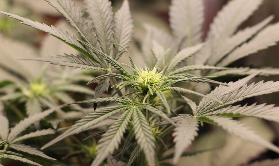 Cannabis Shop in Nice Comprehensive Guide to Buying and Learning