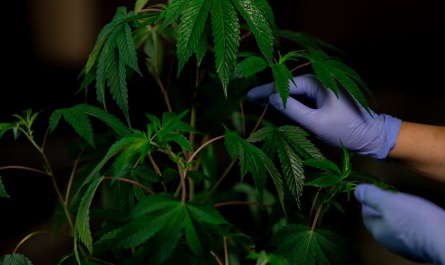 Welcome to the premier destination for cannabis lovers in Malaga