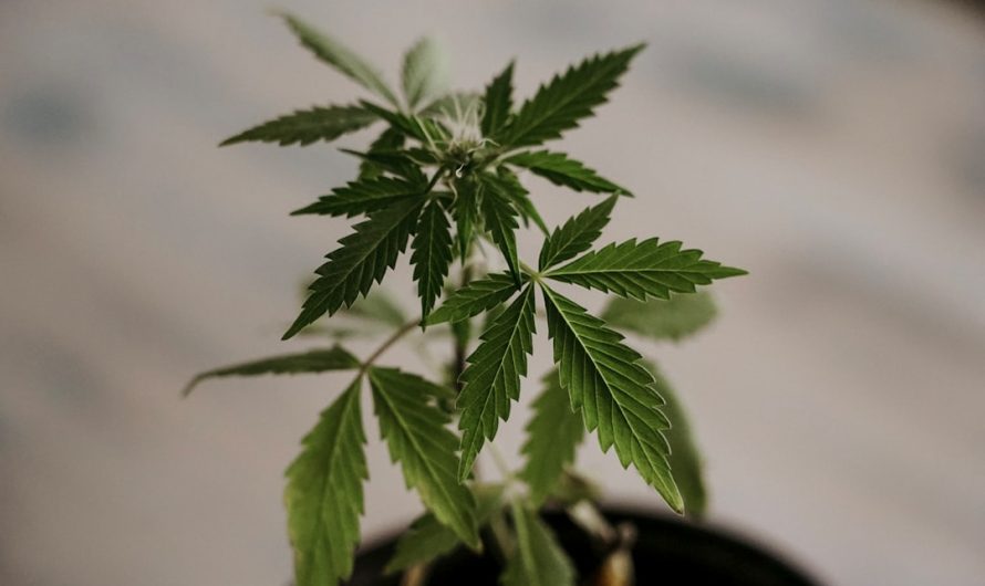 Cannabis Delivery in Palermo