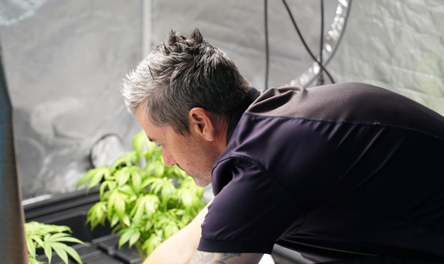 Cannabis Delivery Las Palmas