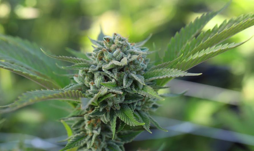 Cannabis Shop Bydgoszcz: Buy Cannabis Online in Poland