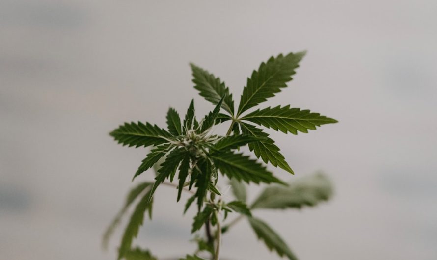 Estonia’s Premier Online Cannabis Shop