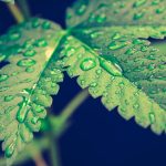 Reliable Affordable Cannabis Delivery in Debrecen img-3176.jpg