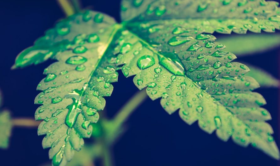 Reliable Affordable Cannabis Delivery in Debrecen
