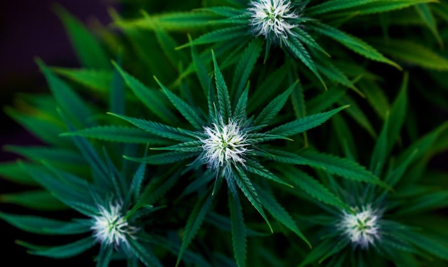 Cannabis Delivery in Lithuania: Legal Landscape, Ordering Process, and Delivery Services