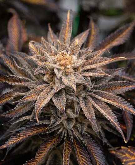 Las Palmas Cannabis Shop