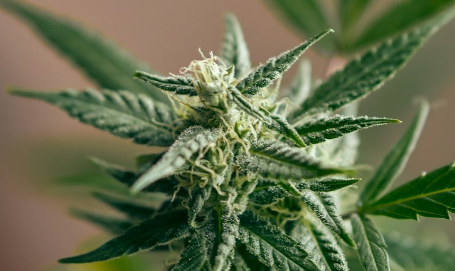 Looking for a reliable source of THC vape and other cannabis‑derived products in Gent?
