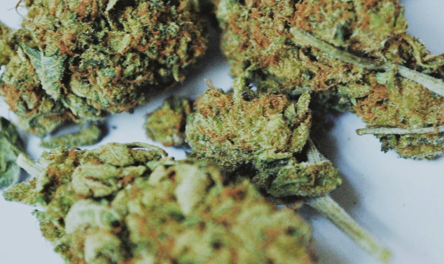 Debrecen Weed Shop: Premium Cannabis Products Online