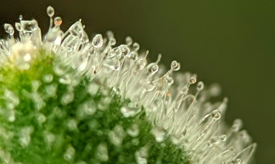Welcome to the Future of Cannabis Consumption in Malta