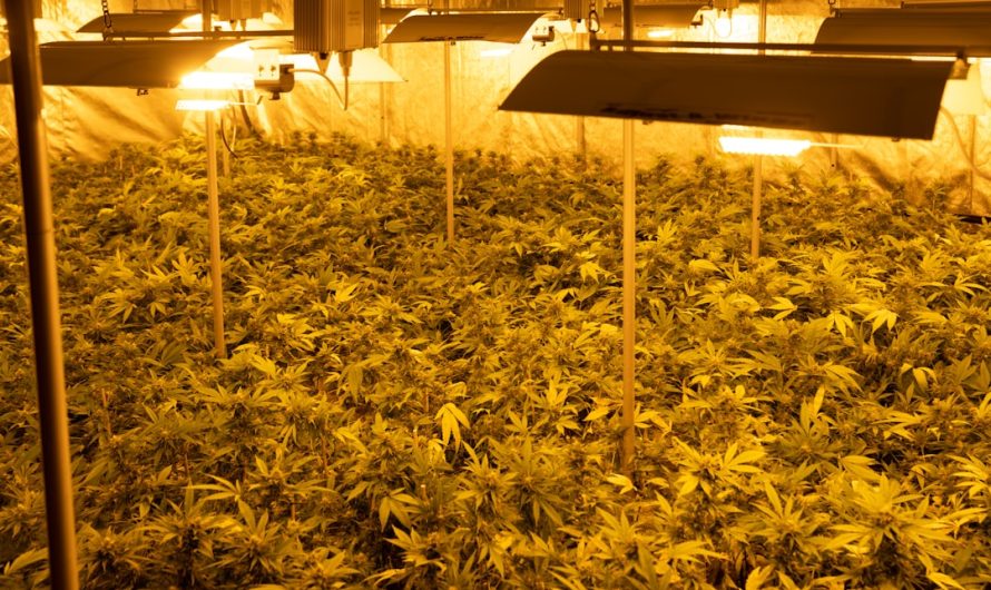 Valencia, Spain’s Sunny Third‑Largest City: A Cannabis Tourism Guide