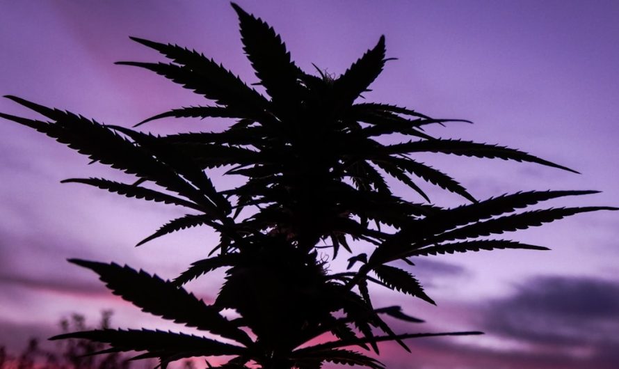 Geneva Cannabis Service