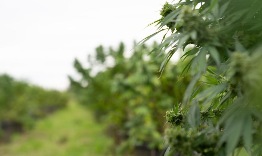 Cannabis Delivery in Italy 2024: Legal Landscape and Ordering Guide