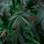 Buying THC‑Rich Cannabis in Bielefeld: A Comprehensive Guide img-377.jpg