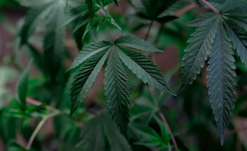 Buying THC‑Rich Cannabis in Bielefeld: A Comprehensive Guide