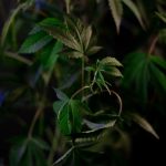 Welcome to the premier weed shop in Cyprus img-403.jpg