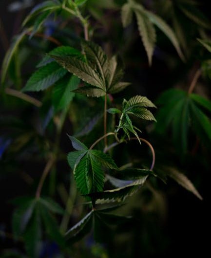 Welcome to the premier weed shop in Cyprus