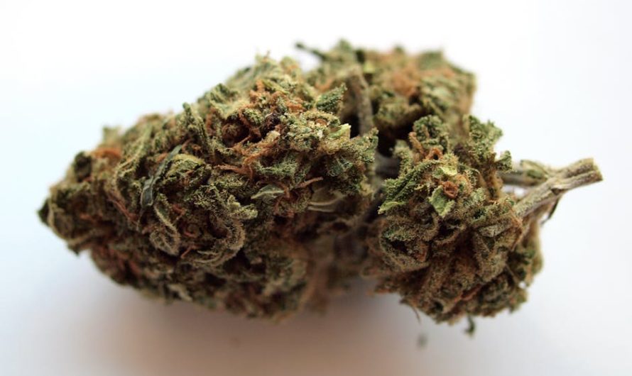 Malaga Cannabis: Your Complete Guide to Shops, Laws, and Delivery