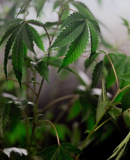 Cannabis Delivery in the EU