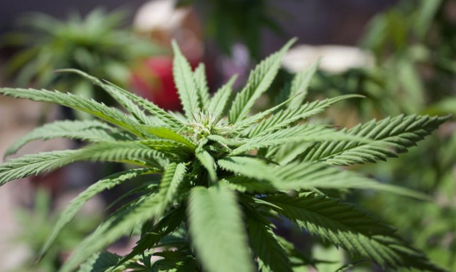 Why Murcia Stands Out in the Cannabis Market