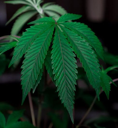 Madeira: Your Guide to Buying THC Cannabis Online