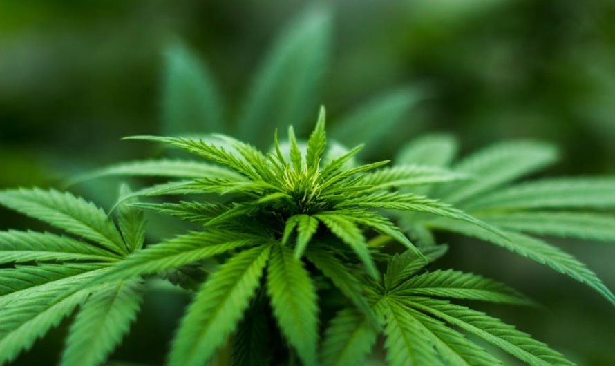 Amsterdam is the Hub for THC Vapes