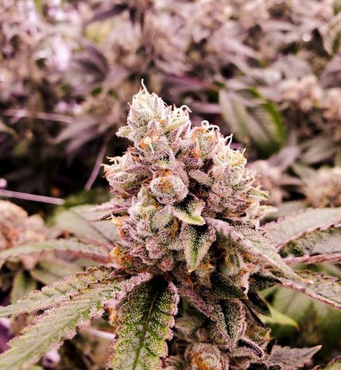 Welcome to the premier cannabis dispensary in Cluj‑Napoca