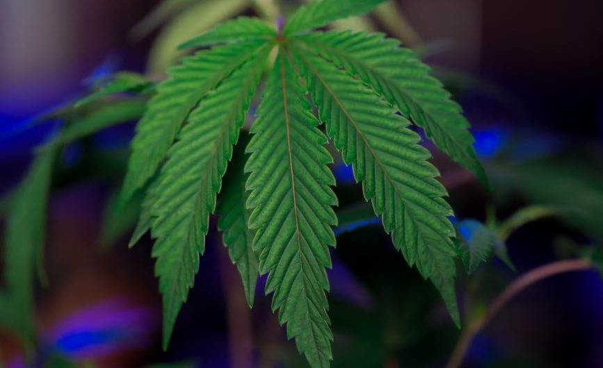 Buying Hashish in Oxford: A Comprehensive Guide