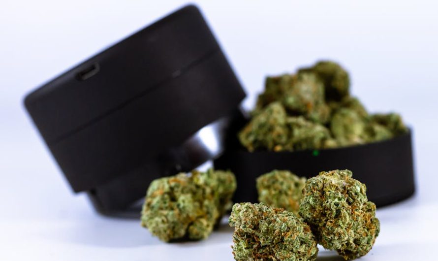 Riga Cannabis Shop: Buy High-Quality Weed Online in Latvia