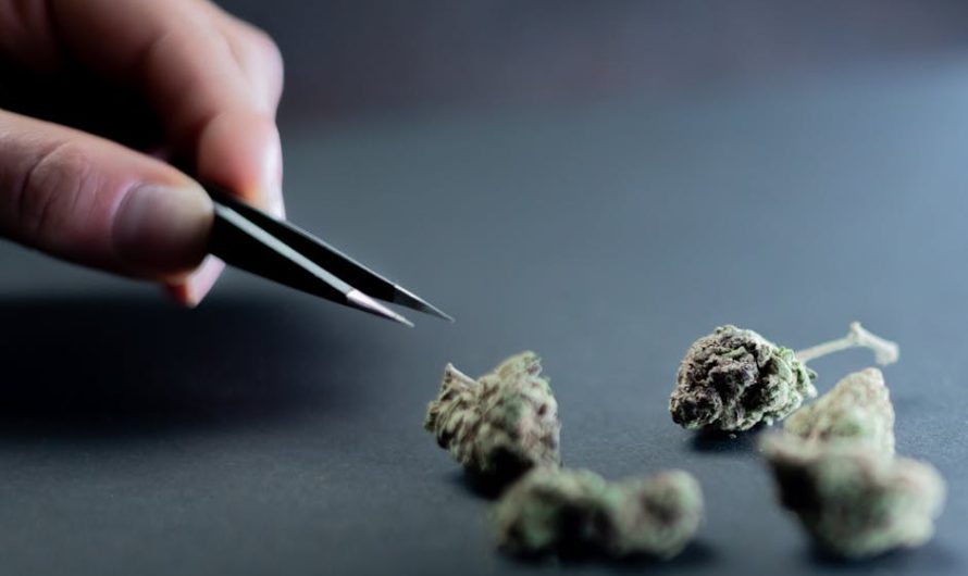 Luxembourg Cannabis Guide