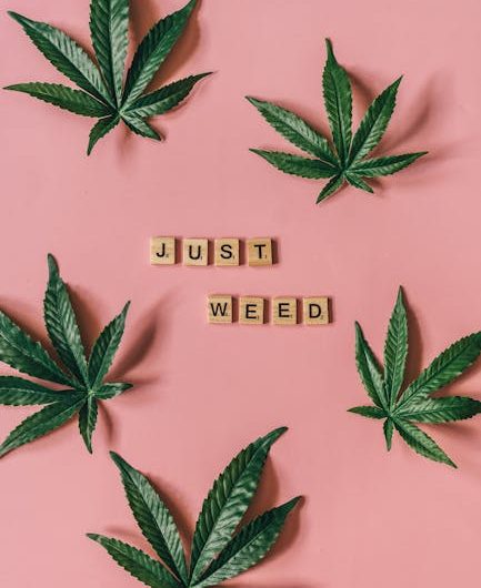 Bern, the capital of Switzerland, has become a focal point for cannabis enthusiasts and researchers alike