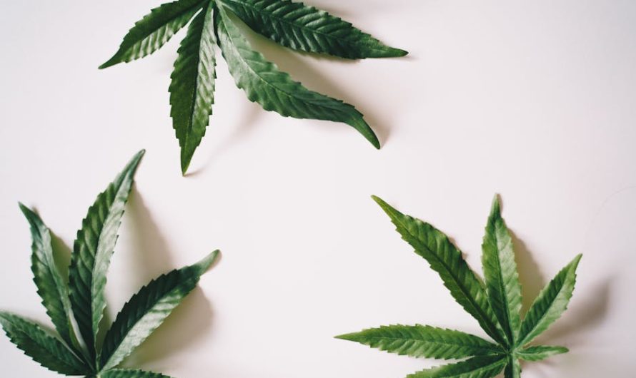 Monte Carlo Cannabis Shop The Ultimate Guide to Legal Weed in Monte Carlo