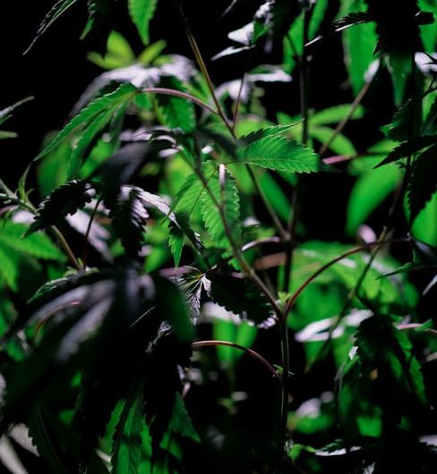 Innsbruck: The Alpine Capital of Austria’s Growing Cannabis Scene