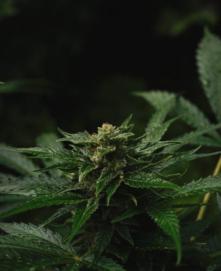 Looking for high‑quality THC vapes delivered straight to your doorstep in Hamburg?