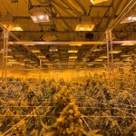 Looking for a reliable weed shop Cardiff that offers a wide selection of cannabis products, from premium CBD to high‑potency THC strains? Our cannabis dispensary Cardiff is the answer. img-754.jpg