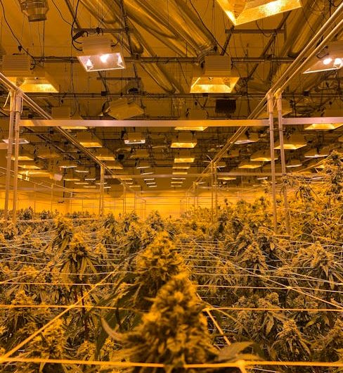Looking for a reliable weed shop Cardiff that offers a wide selection of cannabis products, from premium CBD to high‑potency THC strains? Our cannabis dispensary Cardiff is the answer.